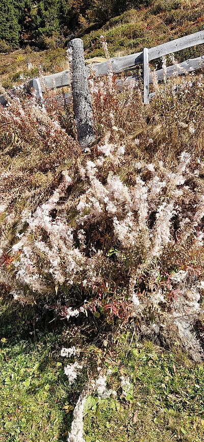 Wanderung der Naturfreunde - Winklerner Almsee