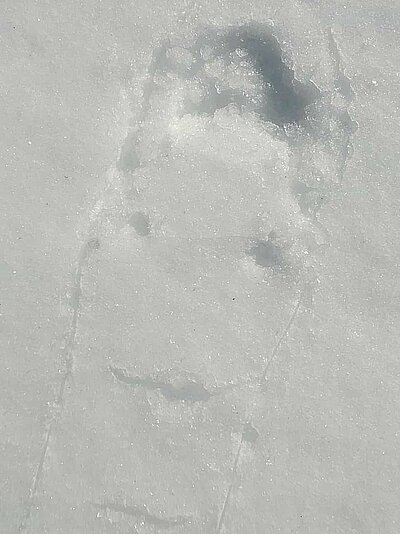 Schneeschuhwanderung der Naturfreunde in Obertilliach