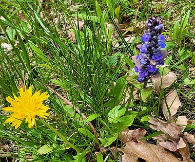 4. Seniorenwanderung der Naturfreunde - Römersteig