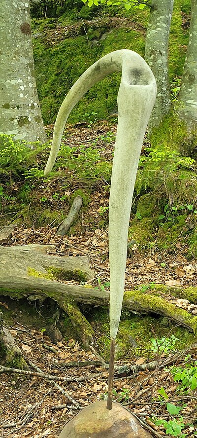 Wanderung der Naturfreunde - Danielsberg