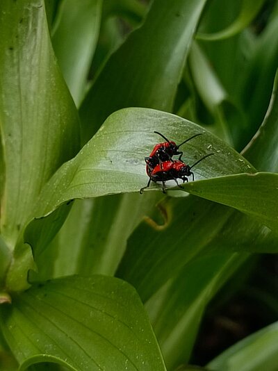 Wanderung der Naturfreunde - Speicherteich Moosalm