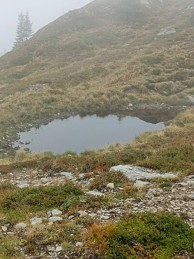 Wanderung der Naturfreunde - Leppner Alm