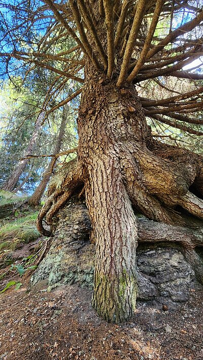 Wanderung der Naturfreunde - Nemes Alm