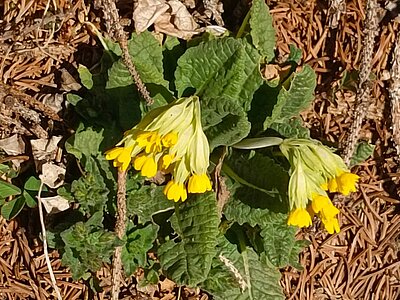 Wanderung der Naturfreunde - Ruine Walchenstein