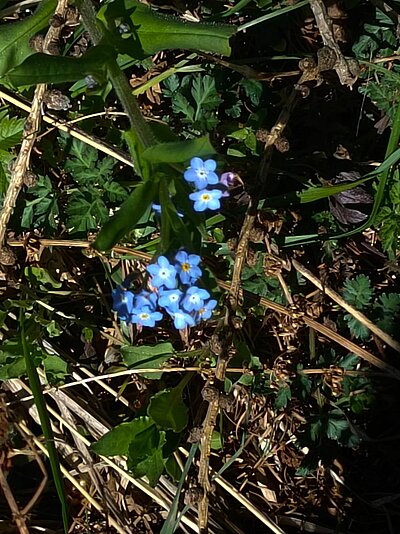 Wanderung der Naturfreunde - Ruine Walchenstein