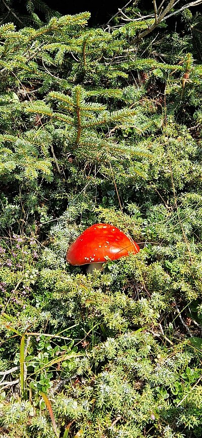 18. Seniorenwanderung der Naturfreunde - Thurntaler Runde
