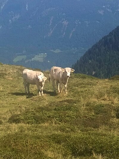 Wanderung der Naturfreunde - Zollnerseehütte
