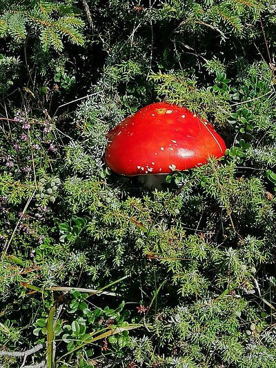 18. Seniorenwanderung der Naturfreunde - Thurntaler Runde
