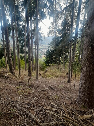 25. Seniorenwanderung der Naturfreunde - Jaggler Kreuz-Runde