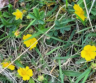 Wanderung der Naturfreunde - Iseltrail 1 (Pfister bis Glanzer Brücke)