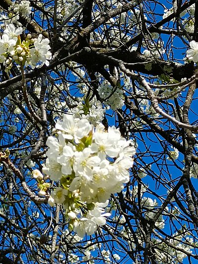 Wanderung der Naturfreunde - Ruine Walchenstein
