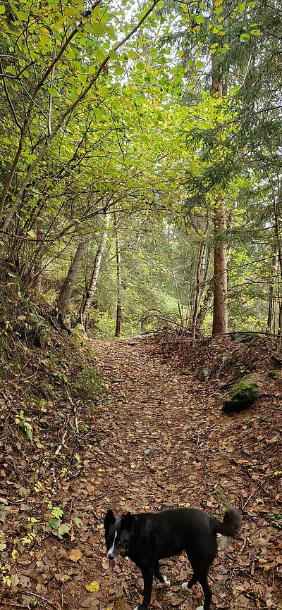 Naturfreunde - Wanderung Schöne Aussicht