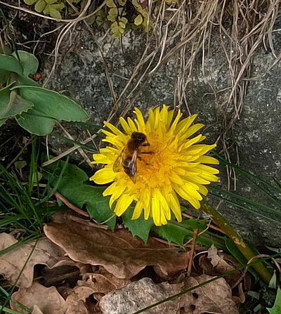 Wanderung der Naturfreunde - Römersteig - Dölsach - Debant