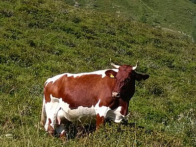 Wanderung der Naturfreunde - Stanitzkopf und/oder Obere Zraunighütte