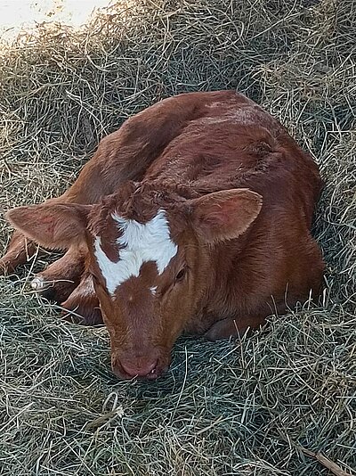Wanderung der Naturfreunde - Ruine Walchenstein
