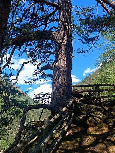 Wanderung der Naturfreunde - Oblasser Stausee