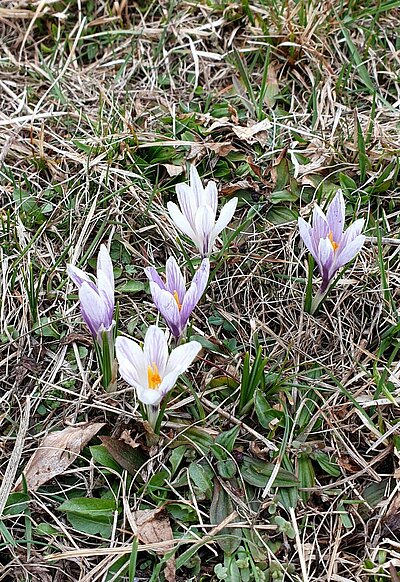 Frühlingswanderung der Naturfreunde am Iselsberg