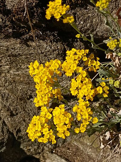 Wanderung der Naturfreunde - Ruine Walchenstein