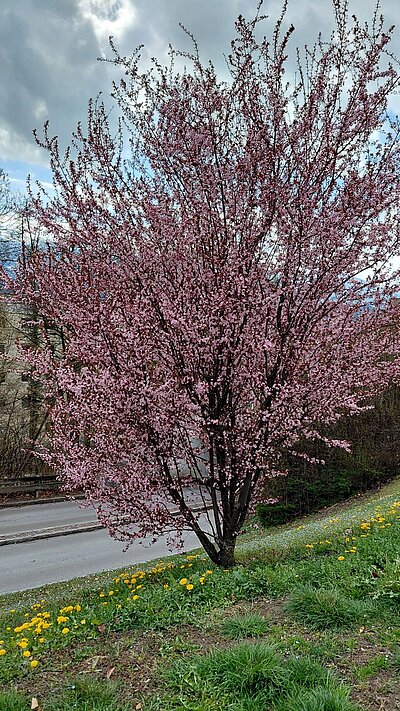 Wanderung der Naturfreunde - Speicherteich Moosalm
