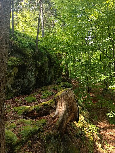 Wanderung der Naturfreunde - Danielsberg