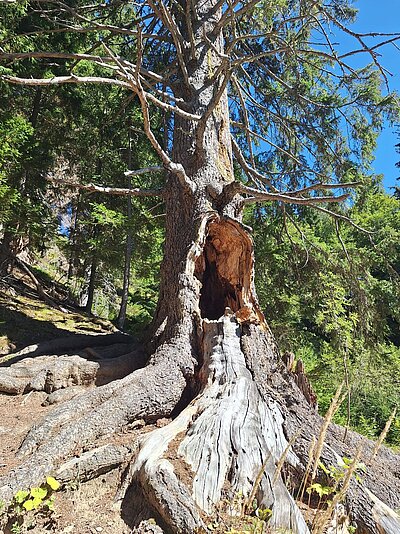 Wanderung der Naturfreunde - Samsteig