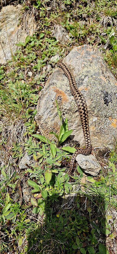 Wanderung der Naturfreunde - Trojeralm