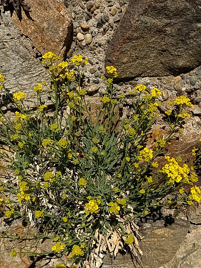 Wanderung der Naturfreunde - Ruine Walchenstein