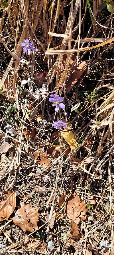 3. Seniorenwanderung der Naturfreunde - Tristacher-Seen-Runde