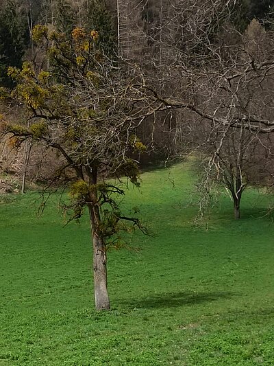 Wanderung der Naturfreunde - Zick Zack Steig