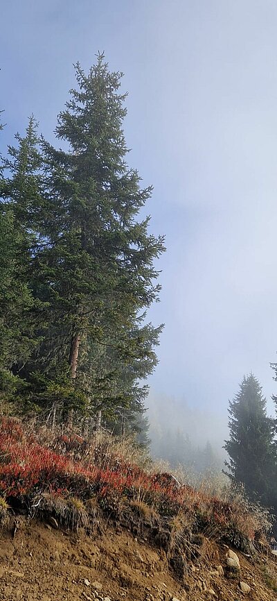 Wanderung der Naturfreunde - Winklerner Almsee