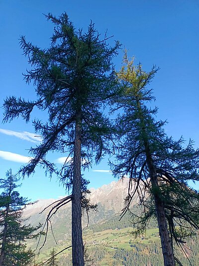 24. Seniorenwanderung der Naturfreunde - Zunigalm