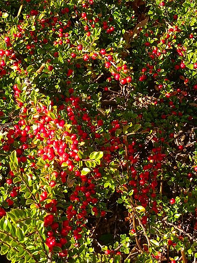Wanderung der Naturfreunde - Talschlusshütte im Fischleintal