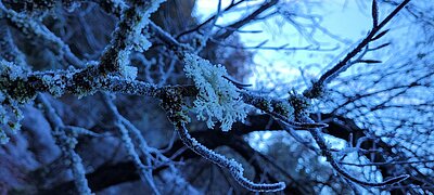 Wanderung der Naturfreunde - Tristachersee und Alter See Runde