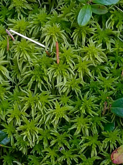 Wanderung der Naturfreunde - Nemes Alm