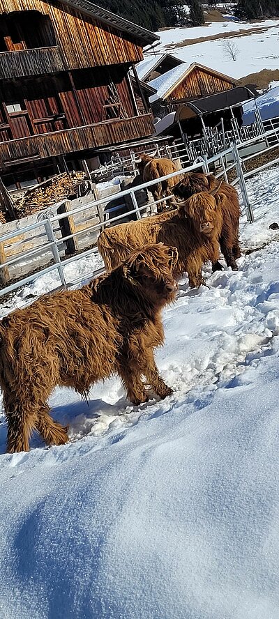 Schneeschuhwanderung der Naturfreunde in Obertilliach