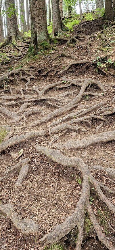 15. Seniorenwanderung der Naturfreunde - Weißensee