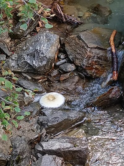 Wanderung der Naturfreunde - Wassererlebnisweg St. Jakob i.Def.