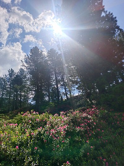 Wanderung der Naturfreunde - Lienzer Hütte