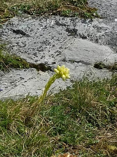 Wanderung der Naturfreunde - Jagdhausalmen und Pfauenauge