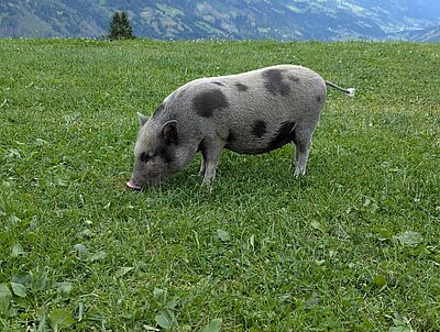 Wanderung der Naturfreunde - Lainacher Kuhalm - Ronahütte