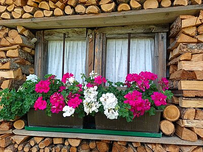 Randwanderung der Naturfreunde - HIRSCHBÜHEL-BLINDISALM-ALPE STALLE