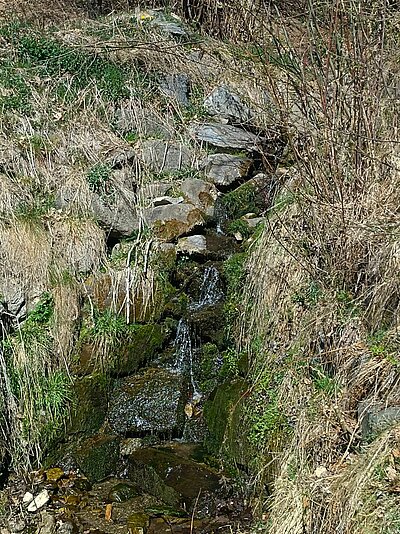 Wanderung der Naturfreunde - Ruine Walchenstein
