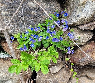 4. Seniorenwanderung der Naturfreunde - Römersteig