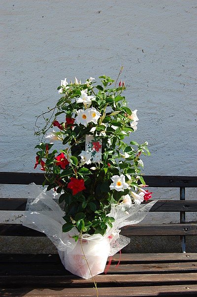 Pfarrer Otto Großgasteiger feierte 85. Geburtstag