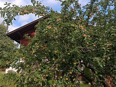 Wanderung der Naturfreunde - Zunig Alm