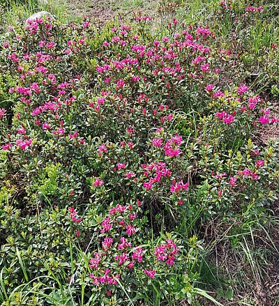 Wanderung der Naturfreunde - Rauchkofel