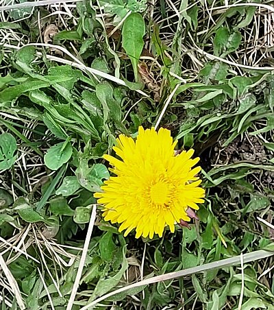 Wanderung der Naturfreunde - Sonnseitenwanderung (Patriasdorf-Oberdrum-Lienz)