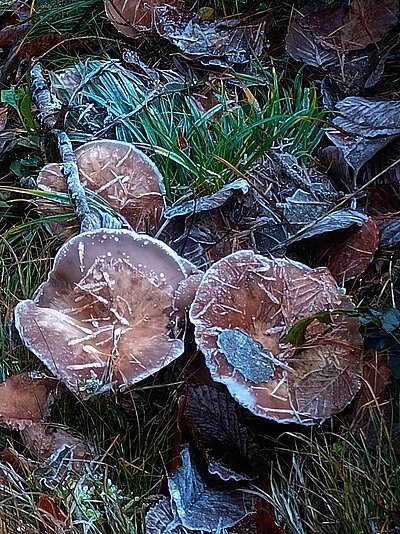 Wanderung der Naturfreunde - Tristachersee und Alter See Runde