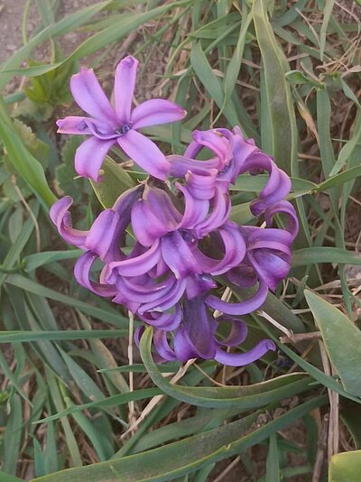 Wanderung der Naturfreunde - Ruine Walchenstein