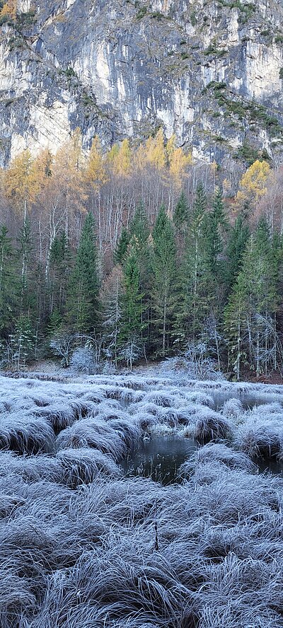 Wanderung der Naturfreunde - Tristachersee und Alter See Runde